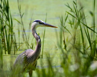 Great blue